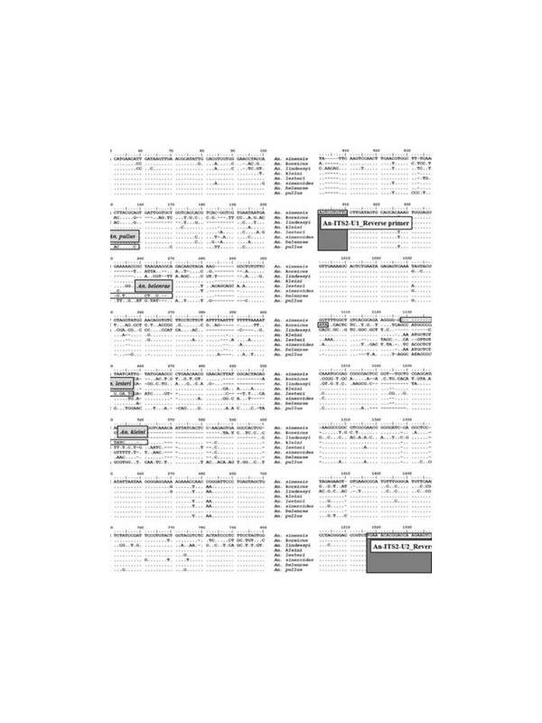 Rummy Comparison: Flexible Pairs Versus Confirmed Sequences