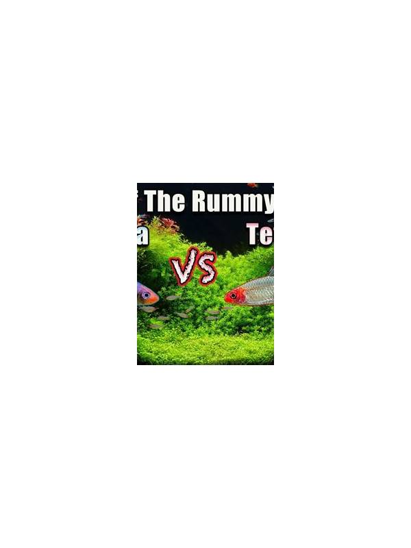 Rummy Comparison: One Strong Plan or Two Smaller Plans